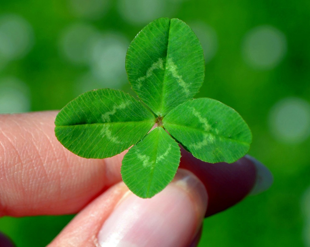 Настоящий четырехлистник