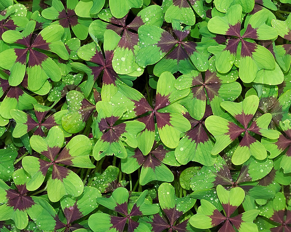 Здесь все листья с 4 лепестками