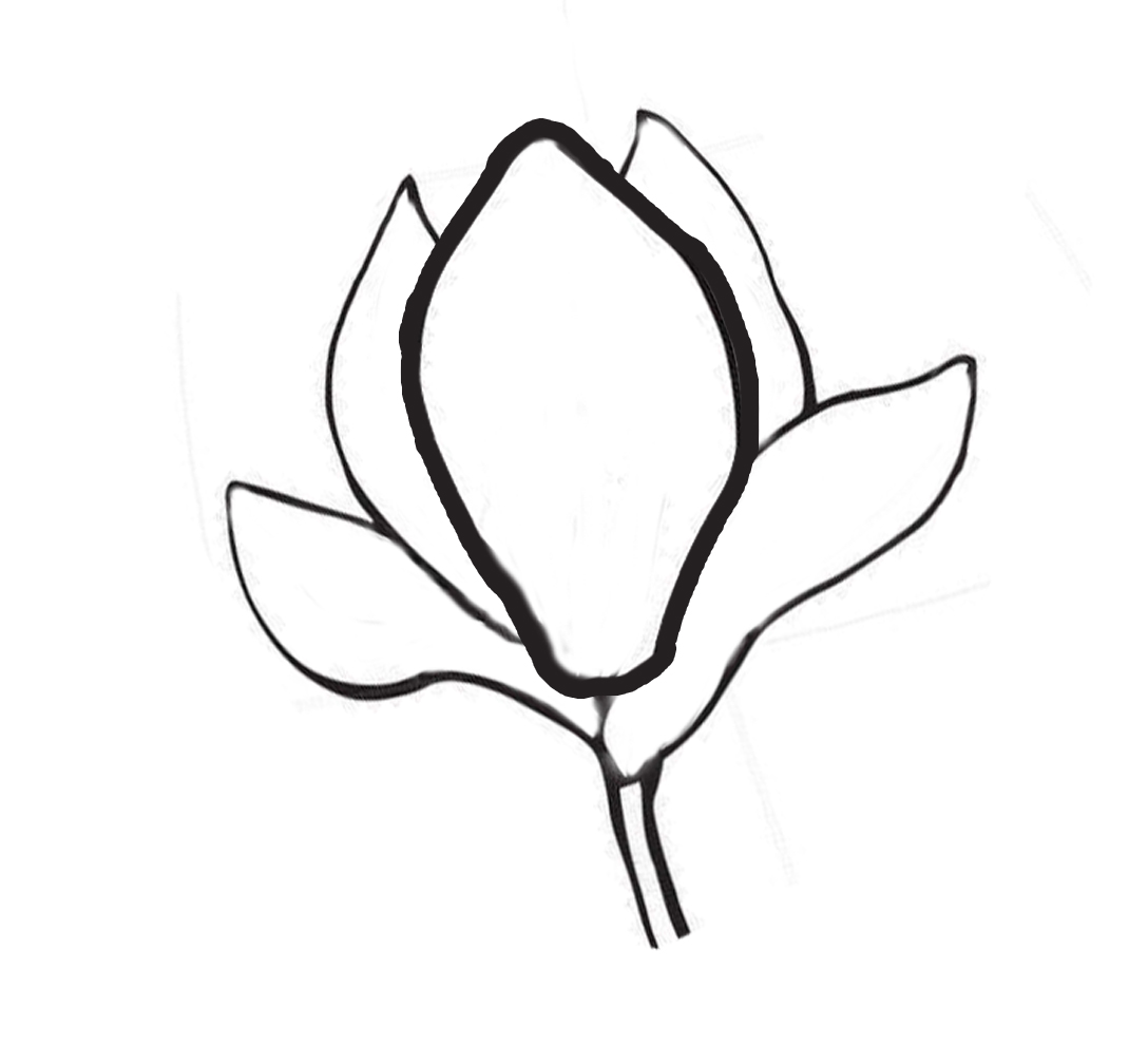 Шаблон цветка магнолии