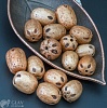 Бусины из ореха бодхи, цвет светло-коричневый с розоватым отливом, средний р-р 19х15мм, отв. 2мм.